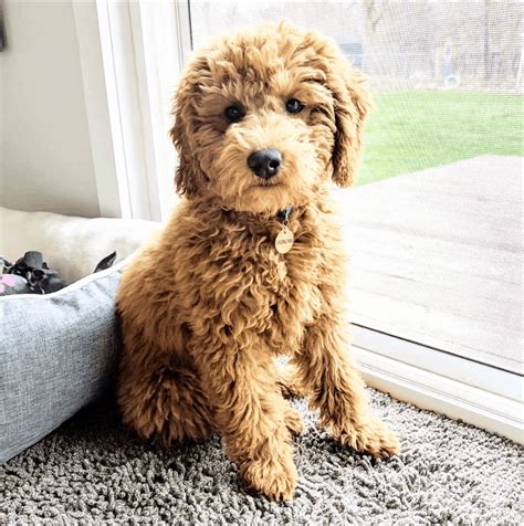 Miniature Goldendoodle: 11 Incredible Facts You Need to Know - PetDT