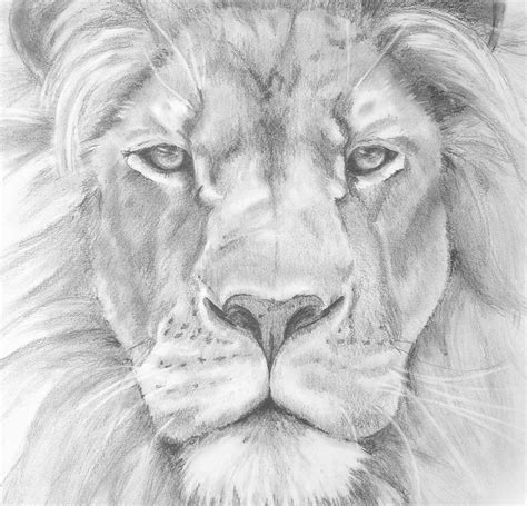 How To Draw A Realistic Lion at Drawing Tutorials