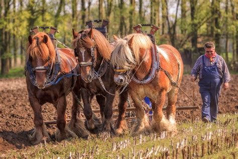 Draft Horses Farming | Horses, Horse farms, Draft horses