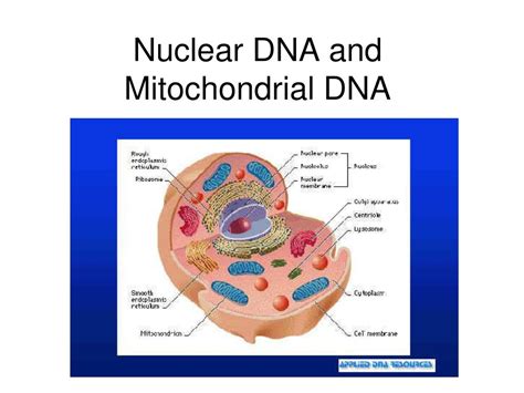 PPT - Nuclear DNA and Mitochondrial DNA PowerPoint Presentation, free ...