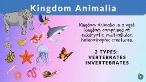 Kingdom Animalia Definition and Examples - Biology Online Dictionary