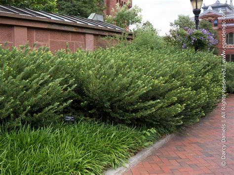 Cephalotaxus Duke Gardens | Fasci Garden