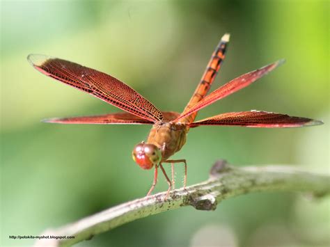 The Red Grasshawk Dragonfly (Neurothemis fluctuans)