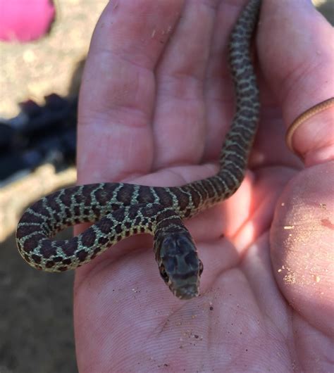 Baby gopher snake! 🐉 : r/snakes