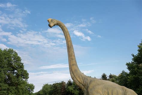 Brachiosaurus realistic model. Head close of dinosaur Photograph by ...