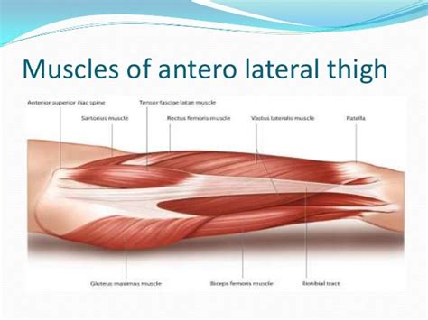 Anterolateral thigh flap