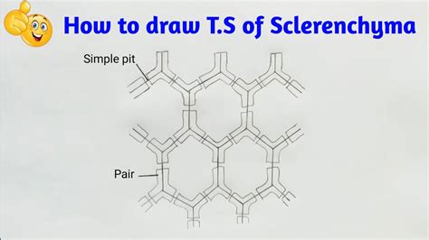 Sclerenchyma Diagram