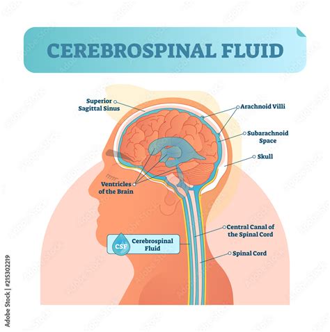 Cerebrospinal fluid vector illustration. Anatomical labeled diagram with human superior sigittal ...