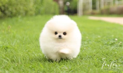 Teacup Pomeranian Puppies for Sale | Micro Toy Pomsky | Foufou Puppies