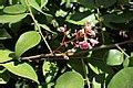 Category:Averrhoa carambola (flowers) - Wikimedia Commons