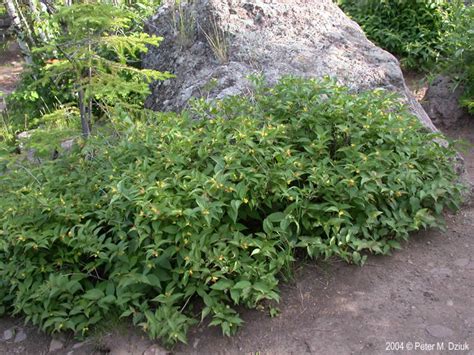 Diervilla lonicera (Bush Honeysuckle): Minnesota Wildflowers