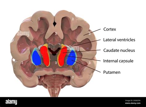 Illustration of the basal ganglia showing the caudate nucleus (red), putamen (blue), and lateral ...