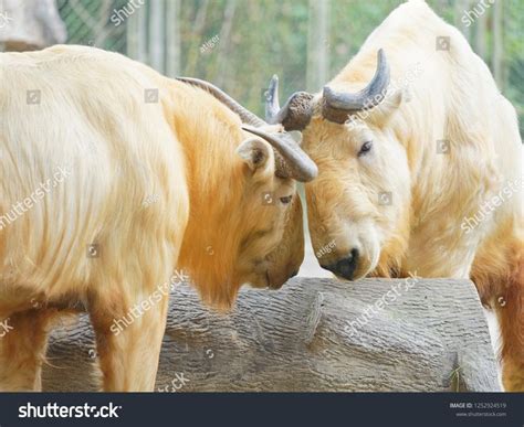 Golden takin, Budorcas taxicolor bedfordi, goat-antelope from Asia. Big animal in the nature ...