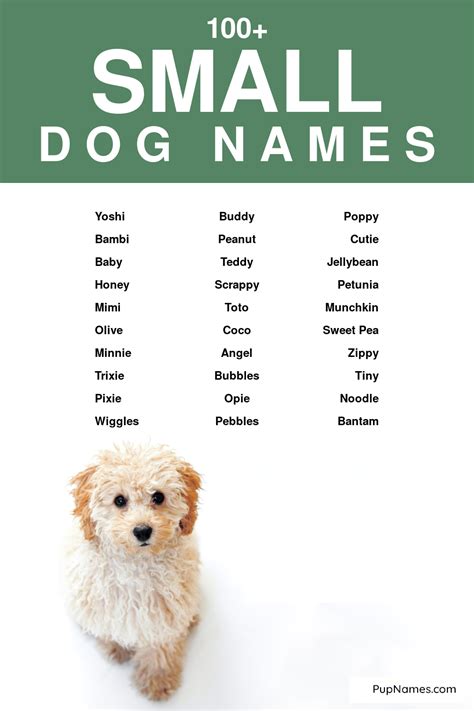 100+ Small Dog Names with Meanings | Small dog names, Dog names, Funny ...