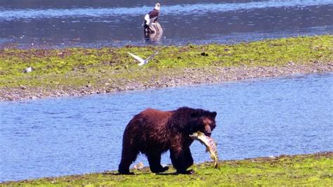 Tongass National Forest Plan Threatens Wildlife, Economy, and More | The Pew Charitable Trusts