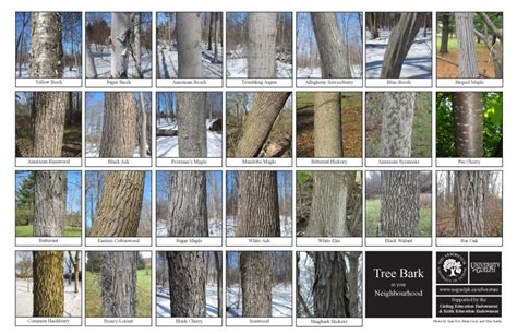 Lichens and Tree Bark Biodiversity Sheet | The Arboretum