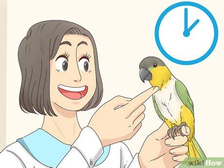 3 Ways to Choose a Caique Parrot - wikiHow Pet