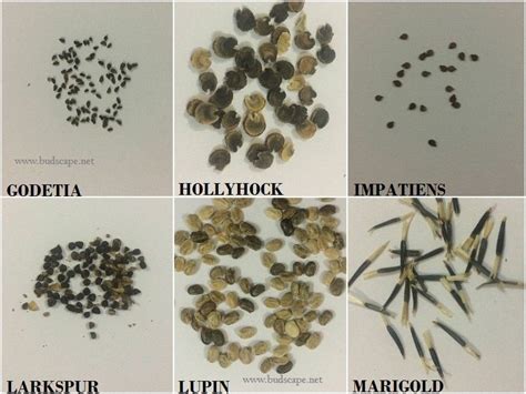 flower-seed-identification-chart-4 | GARDENING FOR BEGINNERS