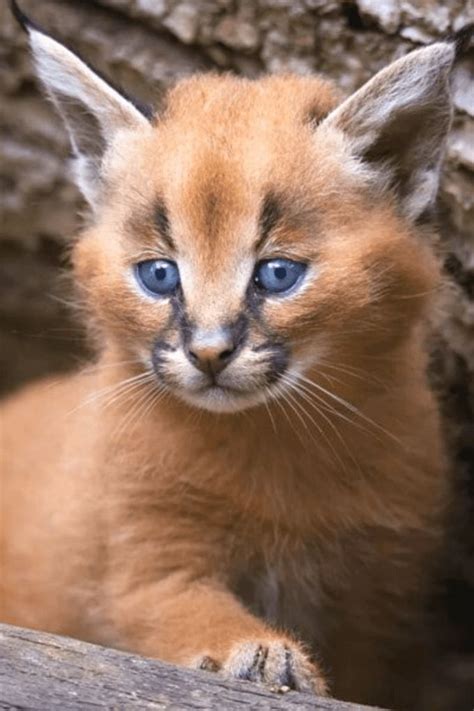 Pin on Caracal kitten