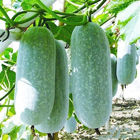 Premium Wax Gourd Seeds - Winter Melon - Ash Gourd - White Gourd Seeds ...