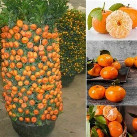 RARE Dwarf Mandarin Orange-grow Indoors Tree or Out 25 or 10 - Etsy