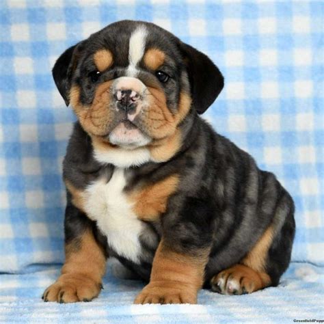 Beabull Puppies For Sale | Greenfield Puppies