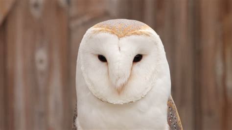 Barn Owl, Bird of Prey, Stock Footage Video (100% Royalty-free) 6772231 | Shutterstock