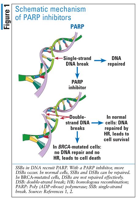 Role of PARP Inhibitors in BRCA-Related Malignancies