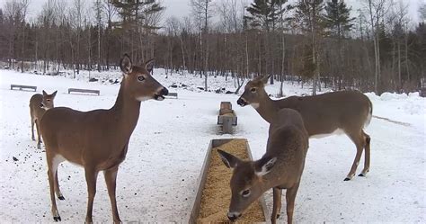 Brownville Maine's Food Pantry For Deer Live Cam is Back