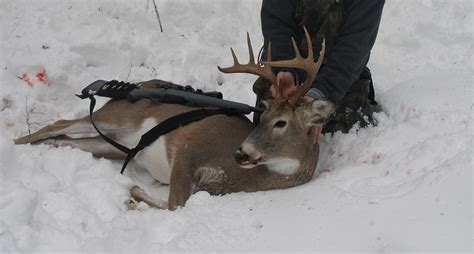 The Beginner’s Guide to Whitetail Deer Hunting ⋆ Outdoor Enthusiast Lifestyle Magazine