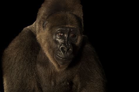 Cross River Gorilla | RARE: Creatures of the Photo Ark | Official Site | PBS