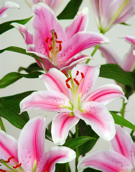 Lilium Flowers: Lilium Flower Gallery 5