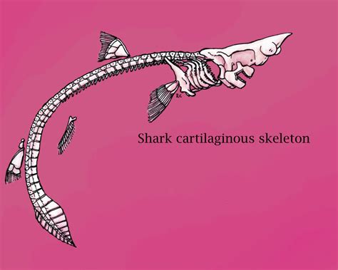 Shark Skeleton by Banvivirie on DeviantArt