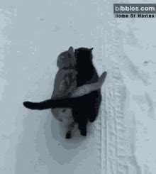 Cat Friends GIF - Cat Friends - Discover & Share GIFs