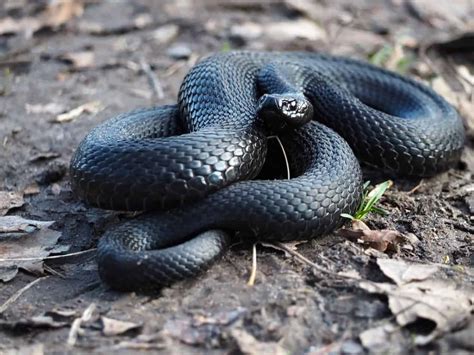 A magnificent specimen of pure Alabama black snake : r/pics