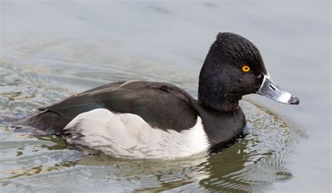 Black and White Duck Breeds - The Hip Chick