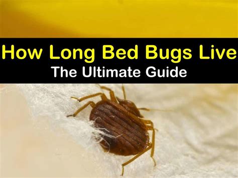 How Long Do Bed Bugs Bites Last? - Bed Bugs Sprays