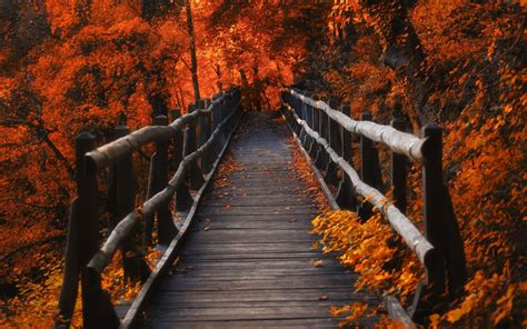 1280x800 Resolution A Bridge in Autumn Season 1280x800 Resolution Wallpaper - Wallpapers Den