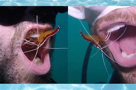 Diver Visits Shrimp Weekly for Teeth Cleaning (VIDEO)