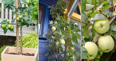 31 Different Types of Green Apple Varieties | Balcony Garden Web