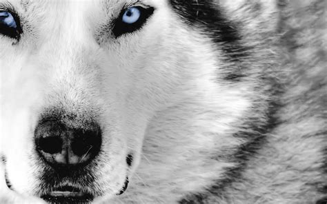 blue eyes wolf animals Wallpapers HD / Desktop and Mobile Backgrounds