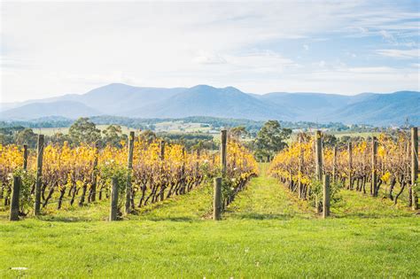 11 Of The Best Yarra Valley Wineries to Visit • The Wanderbug