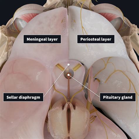 SNEAK PEAK: Revamped Dura folds | Complete Anatomy