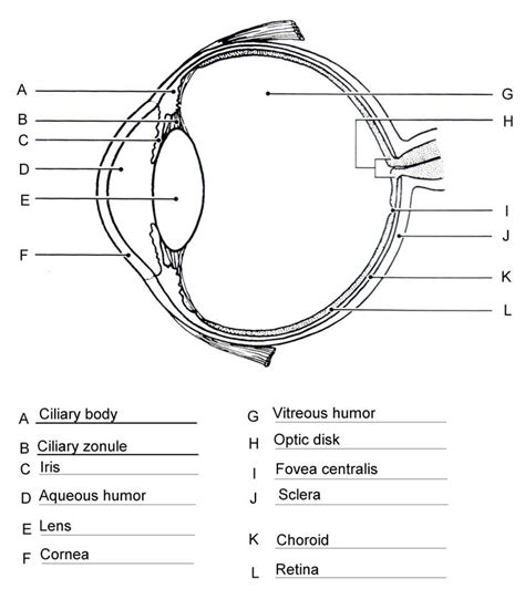 Diagram Of The Eye Worksheet in 2022 | Human eye diagram, Eye anatomy ...