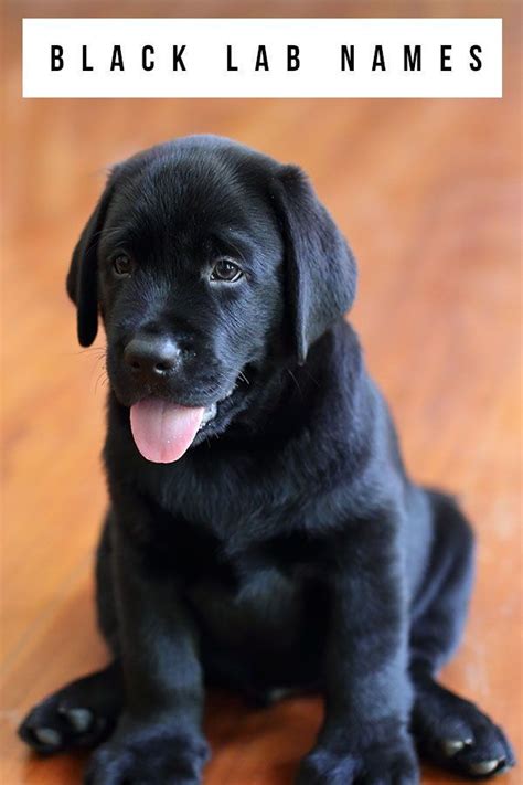 Black Lab Names - Unique Ideas For Naming Your New Black Lab in 2021 ...