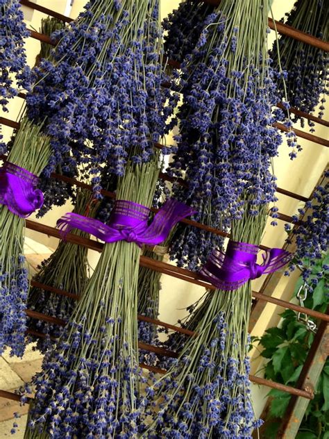 1 Dried Lavender Bouquet: Vibrantly by BlueMountainLavender