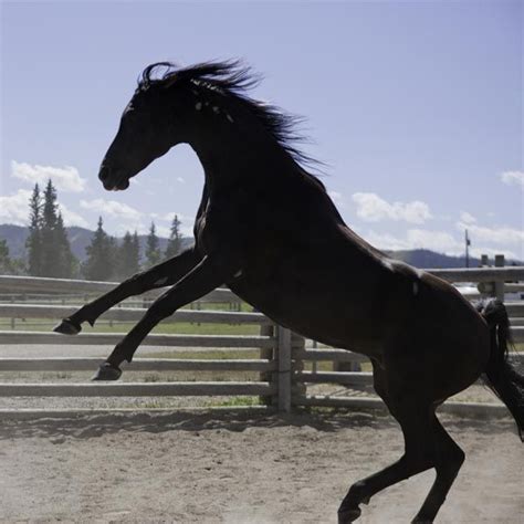 Blog - Heartland | Heartland, Horses, Beautiful horses