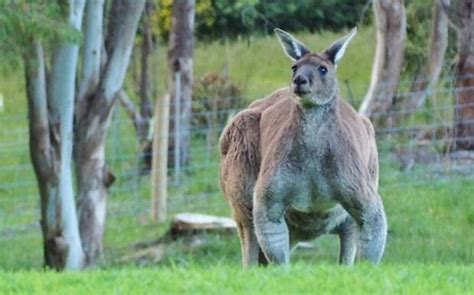 Reddit's Going Completely Bonza For This Inhumanly Swole Kangaroo ...