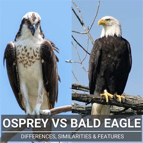 Osprey Vs Bald Eagle: We Compare These Mighty Raptors