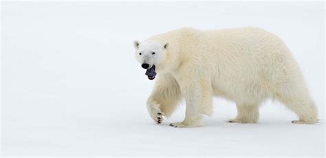 Spitsbergen, Norway Birding Tour and Cruise with FIELD GUIDES